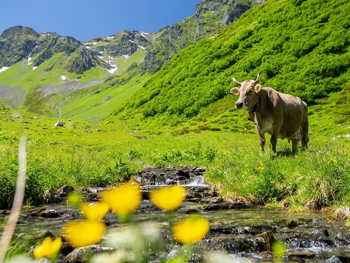 Wanderung durch die Berglandschaft im Silbertal mit Almen und Kühen im Sommer